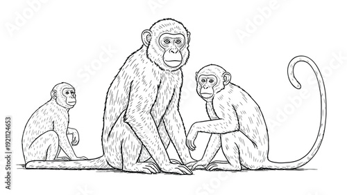 Illustration of three monkeys sitting together in a line. The monkeys are detailed, with expressive faces and textured fur, conveying a calm demeanor.