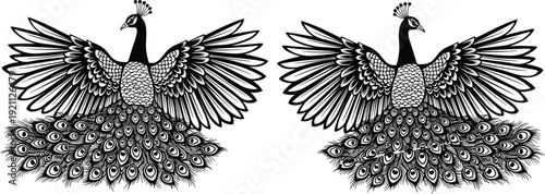 Two Black and White Peacock Line Art Illustration Silhouettes with Detailed Feather Patterns, Majestic Birds with Wings Spread Out for Embroidery Design or Coloring Book