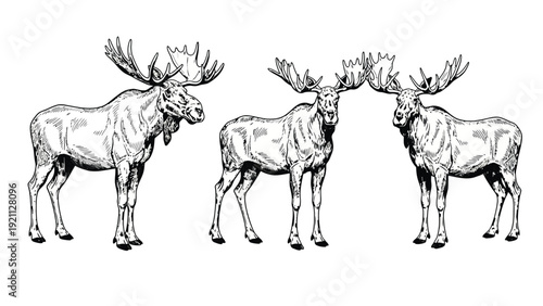 Three detailed, black-and-white sketch illustrations of moose stand in a row. Each moose is depicted with large antlers, showcasing a calm and majestic demeanor.