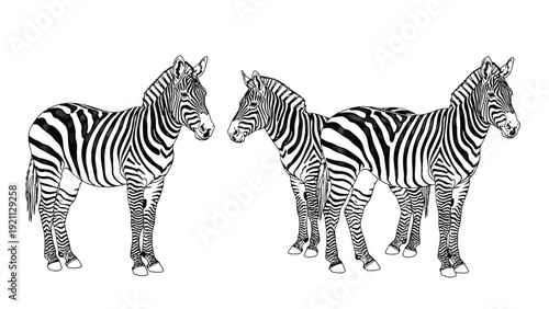 Three zebras with distinct black and white stripes stand on a white background. Two face each other while the third looks forward. Their calm pose conveys a serene tone.