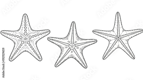 Illustration of three starfish, each with a unique pattern, displayed in a row on a white background. The intricate details evoke a sense of nature.