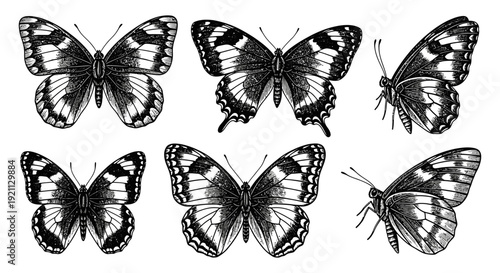 detailed vintage black and white butterfly illustrations elegant insect art classic engraving style botanical and natural history designs.
