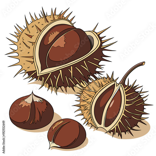 Freshly fallen horse chestnuts with open spiky husks and smooth brown nuts.