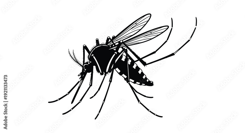 Obraz premium A detailed illustration of a mosquito with prominent wings and legs presented in stark black against white silhouette