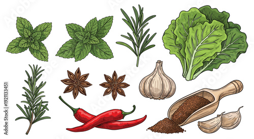 Set of colorful, realistic vintage engravings of various herbs and spices like mint, rosemary, chili, and garlic.