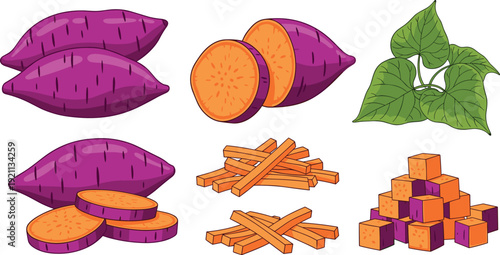 Fresh sweet potato vector set with whole tubers, slices, fries, cubes, and leaves
