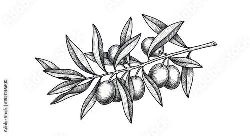 Olive Branch Drawing with Berries and Leaves, Hand Drawn Illustration