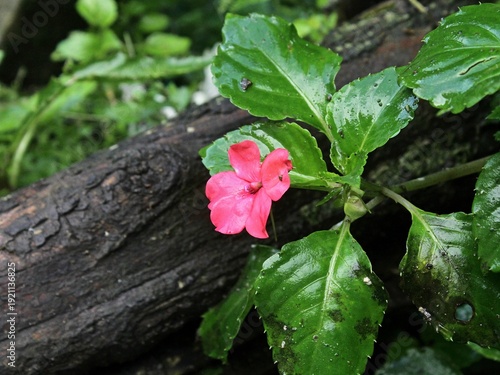 Impatiens walleriana is a plant species belonging to the Balsaminaceae family. This species is also part of the order Ericales. The Impatiens walleriana species itself is part of the Impatiens genus.