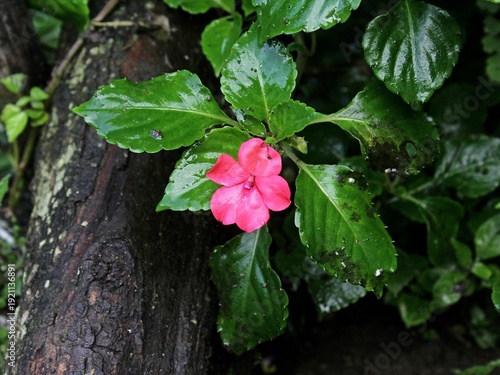 Impatiens walleriana is a plant species belonging to the Balsaminaceae family. This species is also part of the order Ericales. The Impatiens walleriana species itself is part of the Impatiens genus.