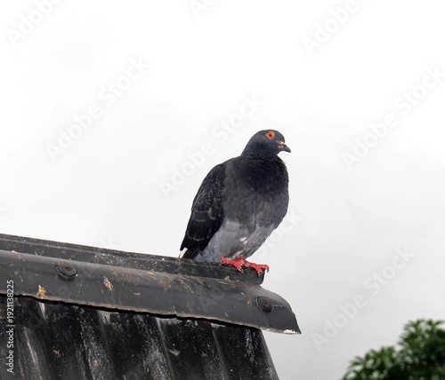 pigeon on the roof