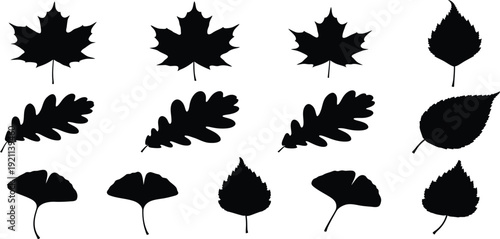 Collection of various leaf silhouettes on white background