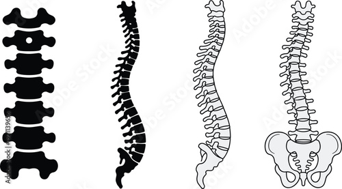 Human spine anatomy illustrations set with vertebrae details, medical skeletal system diagrams, black and white vector collection