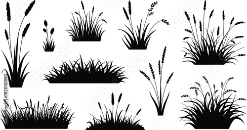 Wild grass and wheat silhouettes collection illustration, meadow plant elements set, botanical nature design vector, isolated white background