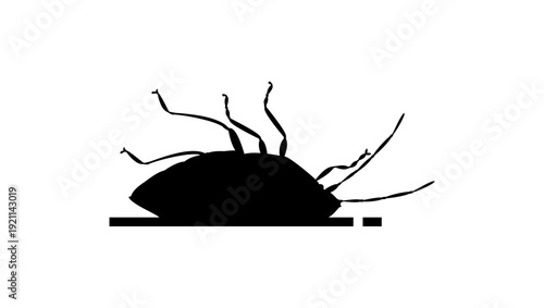 dead Spined Green Stink Bug, black isolated silhouette