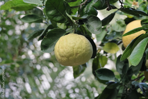 Lemons growing on a lemon tree in Sicily, Italy.