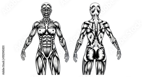 Anatomical Illustration of Human Musculature, Front and Back View