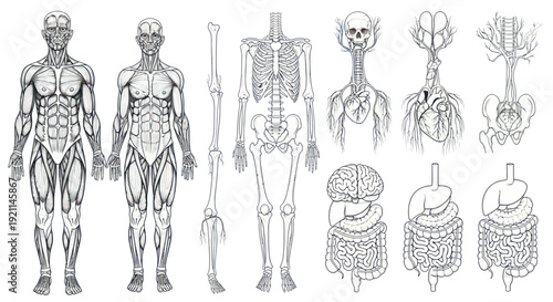 Human Anatomy Illustration: Muscular System, Skeleton, and Organs
