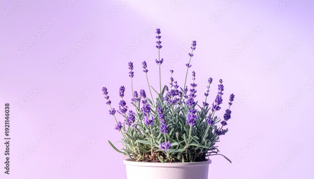 Fototapeta premium Potted Lavender Plant on Soft Purple Background