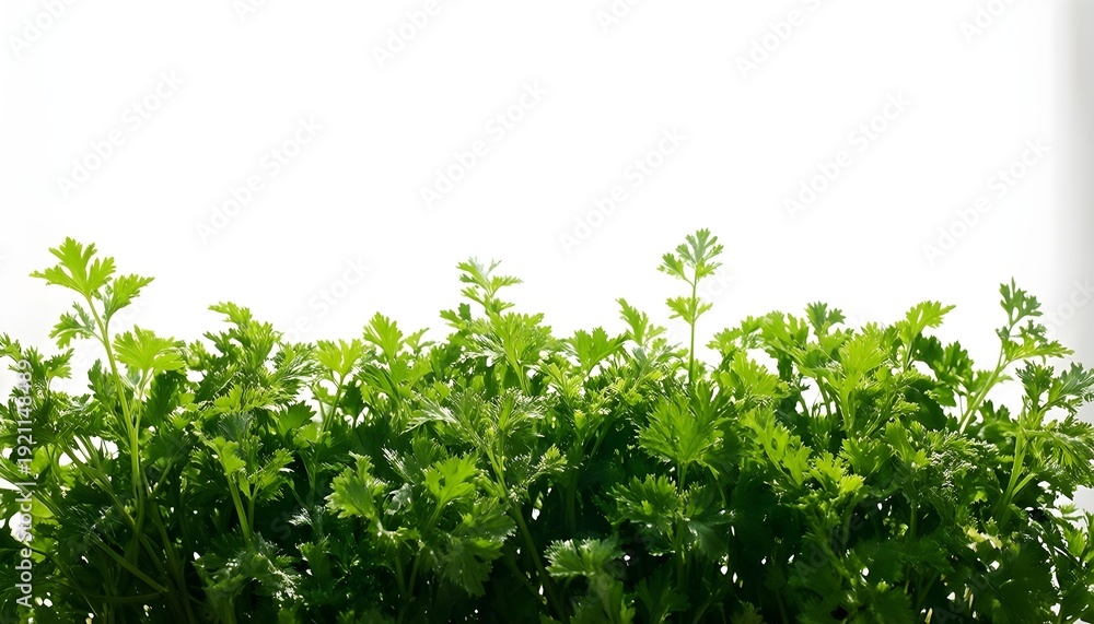 Obraz premium Fresh green cilantro herb leaves growing in a garden with a white background