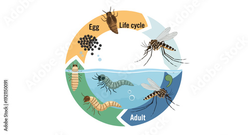 Infographic illustration of a mosquito life cycle with labeled stages on a white background.