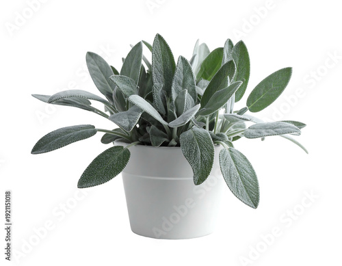 Sage Plant in White Pot: A Detailed Studio Shot.