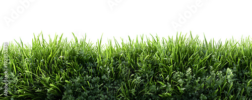 vibrant green grass and small leafy plants isolated on transparent background seamless natural pattern for design and decoration springtime outdoor scenes