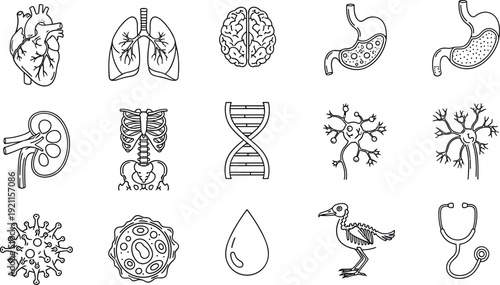 Human Internal Organs and Biological Medical Icons Vector Set Featuring Heart Brain Lungs DNA Virus Cells Skeleton and Stethoscope Designs