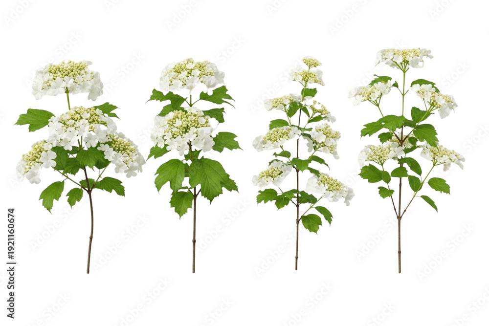 Obraz premium White Hydrangea Flower Branches Collection