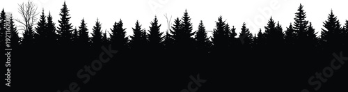 Silhouette of tall pine trees against a white sky in a forest landscape tall trees tree silhouette nature