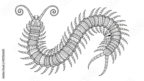 Intricate Zentangle Centipede Vector Illustration