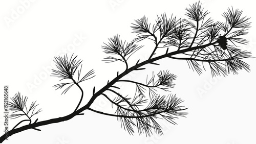 Silhouette of a pine tree branch with needles and a small cone.