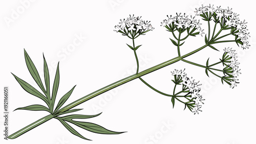 Valerian Plant Illustration with White Flowers and Green Leaves.