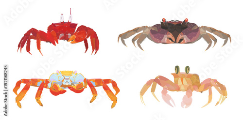 Cute cartoon Crabs. Red, lightfoot Crab, vampire Crab and ghost Сrab isolated on white background. Seafood vector hand drawn illustration icon set.