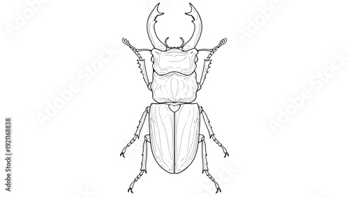 Stag Beetle Line Art Illustration