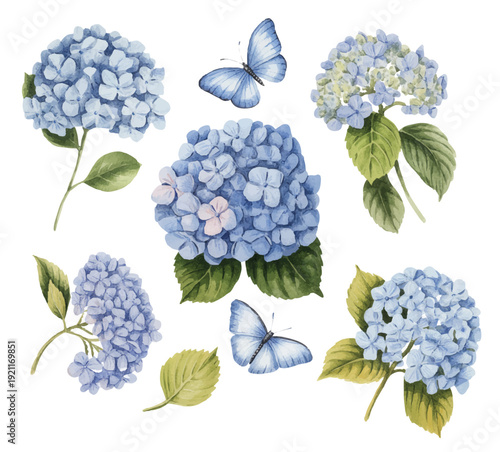 Elegant hydrangea blossoms with soft blue petals and fluttering butterflies in vintage botanical style.Elegant hydrangea blossoms with soft blue petals and fluttering butterflies in vintage botanical 