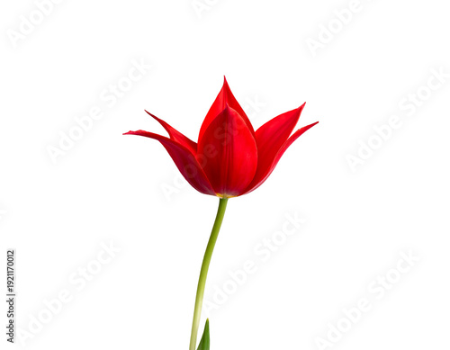 Vibrant red tulip flower isolated against a clean white background.