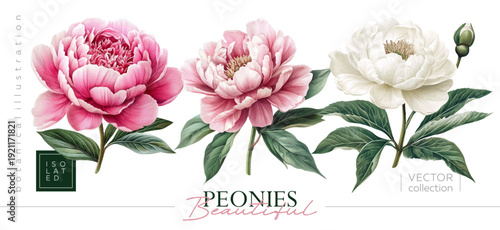 Isolated illustrations in the form of beautiful pink flowers are perfect for creating stunning floral designs. Illustrations in the style of vintage painting and botanical illustration