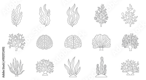 Set of Outline Icons: Coral Reefs, Seaweed, and Seashells