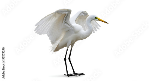 Realistic photo of a white egret standing gracefully with wings spread, sharp feather details, isolated on a clean white background, ideal for wildlife, nature, and elegant concepts.