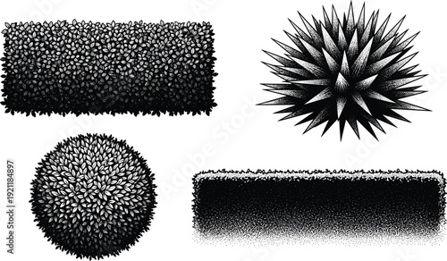 Decorative hedge, round shrub and spiky plant top view black white botanical vector illustration set