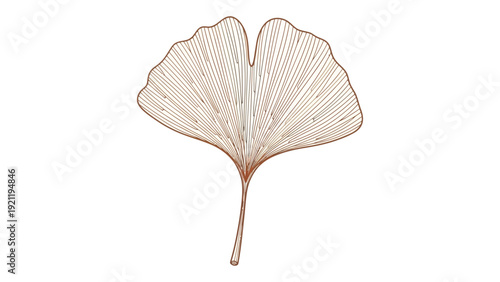 ginkgo leaf illustration delicate botanical drawing with fanned venation on white perfect for nature-inspired and wellness branding.