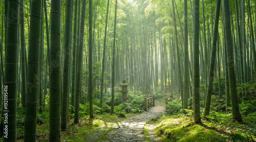 Serene bamboo forest with sunlight filtering through