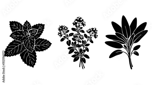 Black Herb Silhouette Vector Set: Mint, Oregano, and Sage Botanical Icons