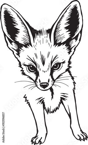 Fennec fox. Hand drawn vector illustration