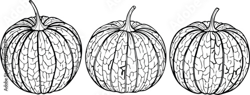 SEO Title: Detailed Pumpkin Line Art Vector: Hand Drawn Autumn Squash Sketches for Halloween