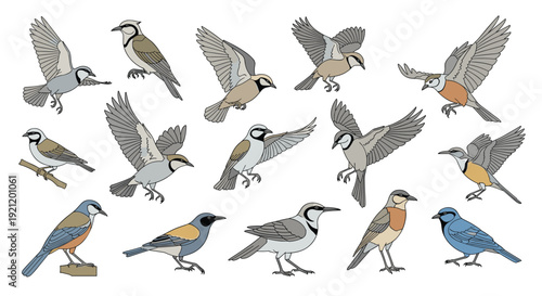 A large and detailed set of various bird species illustrations, showing them in different poses like flying, perching, and standing.