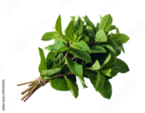 Freshly harvested mint leaves tied together for culinary use and freshness.