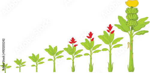 Stylized plant growth stages illustration showing seedling to flowering plant with leaves, buds, and yellow bloom, perfect for education, biology, botany, and environmental projects