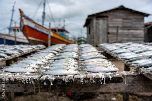 Fresh raw fish drying on wooden racks at a traditional coastal fishing village