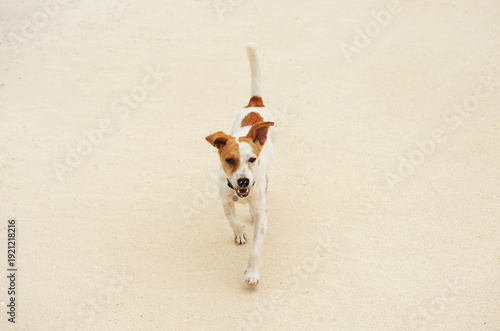 Canvastavla Energetic Jack Russell Terrier running on sand, top view, pet macro shot